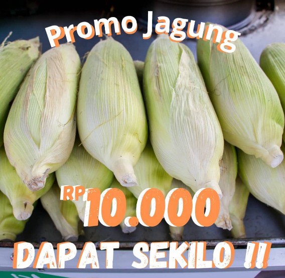 pamflet promosi jagung