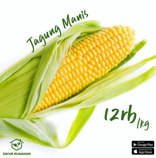 pamflet promosi jagung