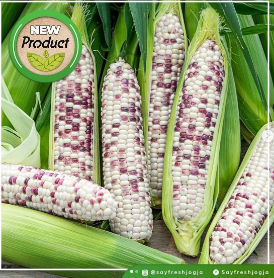 pamflet promosi jagung