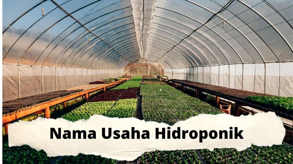 nama usaha hidroponik