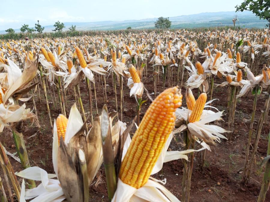 Melihat Peluang Bisnis Budidaya Jagung Di Indonesia Cek Ini