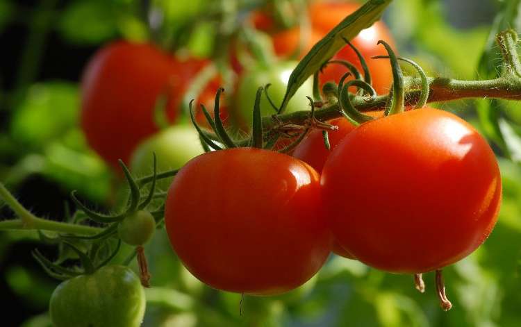 Peluang Usaha Tanaman Tomat, Analisa Biaya Dan Budidayanya