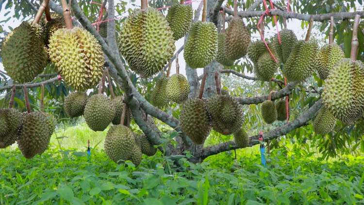 Usaha Durian Memang Sangat Menguntungkan, Ini Opsi Yang Bisa Dipilih Dan Ide Usahanya