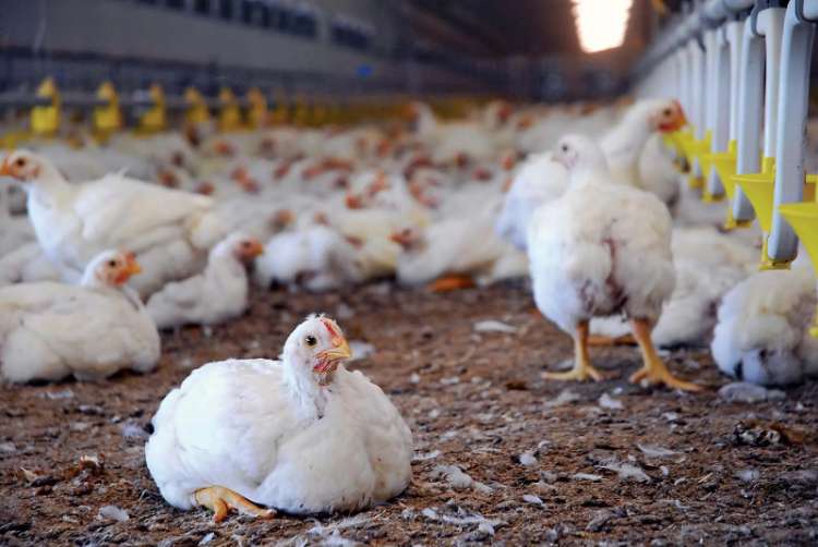 Cara Memulai Usaha Ayam Mulai Dari Ayam Kampung, Potong, Dan Petelur