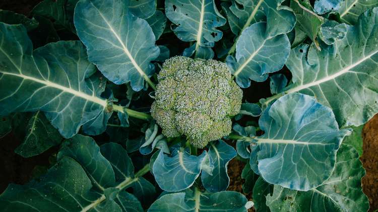 Cara Pemeliharaan Brokoli Agar Berhasil Panen