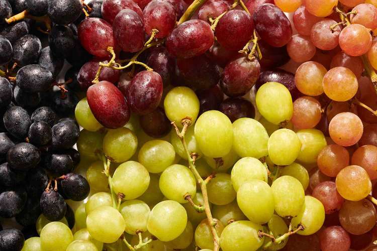 Cara Usaha Anggur Yang Untung Budidaya Dan Kebun Buah Wisata