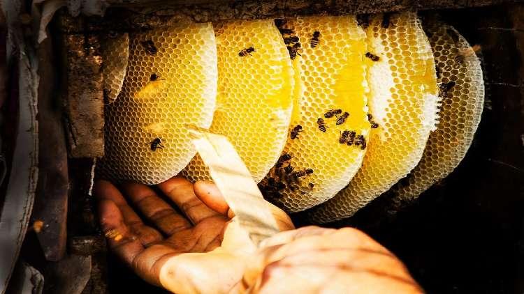 Cara Usaha Lebah Madu Yang Baik Dan Peluang Usahanya