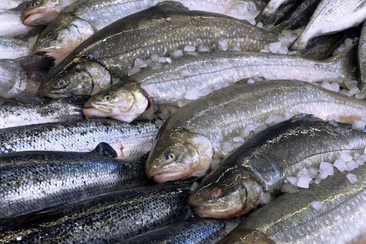Ingin Usaha Ikan Salmon? Pahami Peluang, Keuntungan, Dan Tips Memulai Usahanya