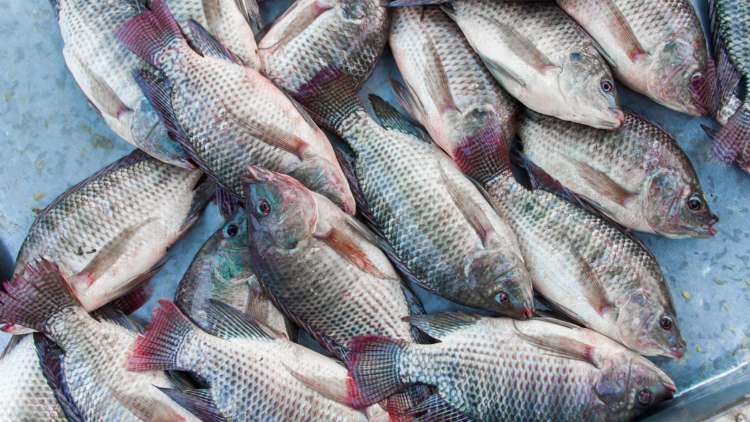 Ini Deretan Tips Usaha Ikan Mujair Untuk Pebisnis Pemula