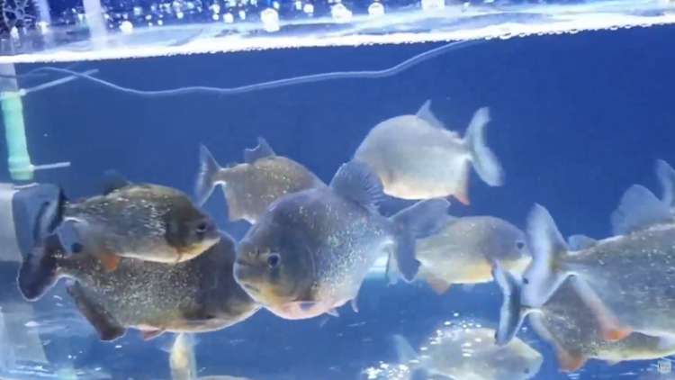 Inilah Morfologi Ikan Bawal Yang Harus Dipahami Oleh Pembudidaya Ikan