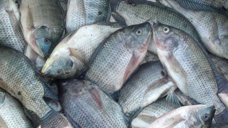 Mengenal Lebih Dekat Usaha Ikan Nila Modal Kecil, Keuntungan Besar