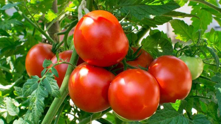 Pahami Strategi Usaha Tomat Dan Ide Bisnis Olahannya
