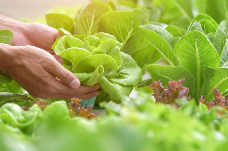 Peluang Bisnis Rumahan Sayuran Organik