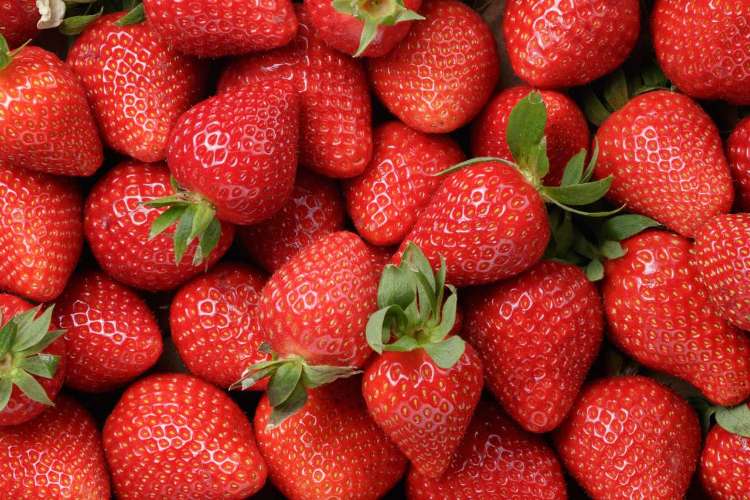 Peluang Usaha Strawberry Yang Janjikan Untung Besar