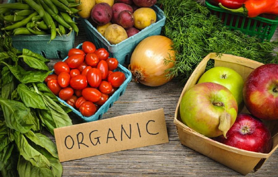 Persiapan Usaha Sayuran Organik Rumahan
