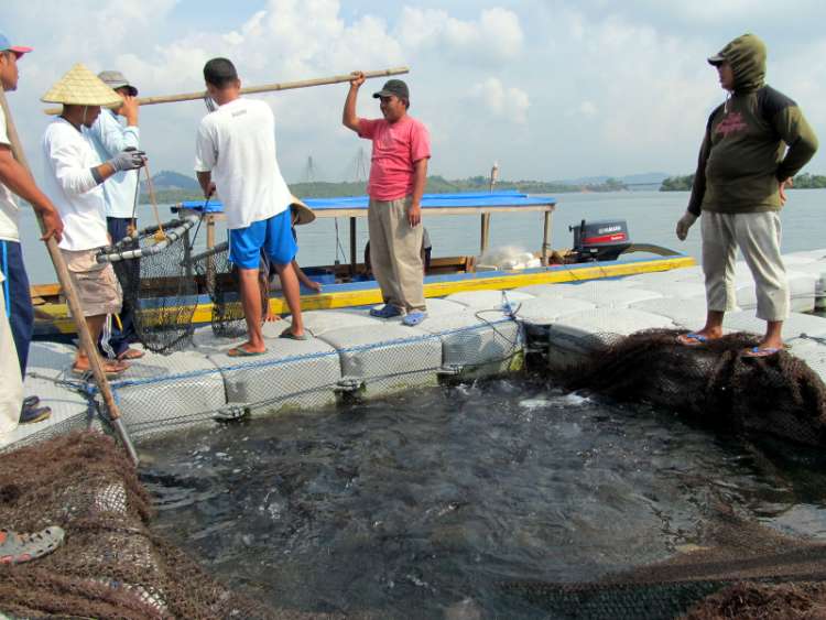 Potensi Bisnis Ikan Bawal Di Indonesia Bagi Para Pembudidaya Ikan Pemula