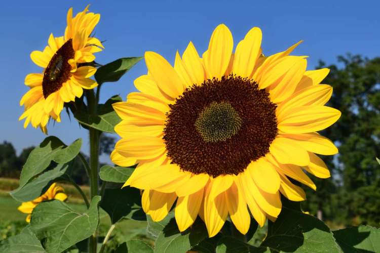 Prospek Usaha Bunga Matahari Dan Tips Sukses Membudidayakannya