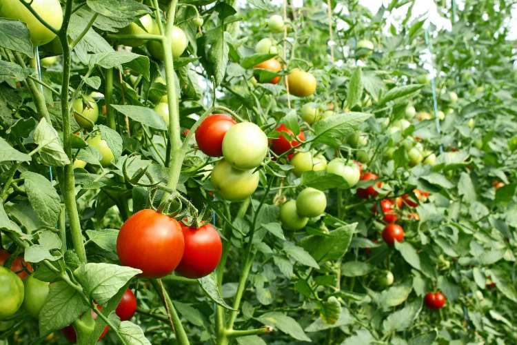 Strategi Usaha Tomat Agar Keuntungan Berlipat