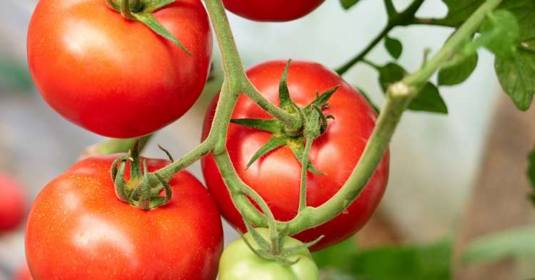 Tomat Bisa Memenuhi Kebutuhan Pangan Dan Gizi Keluarga