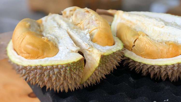 Usaha Durian Musang King Varietas, Analisa Usaha, Dan Cara Budidaya